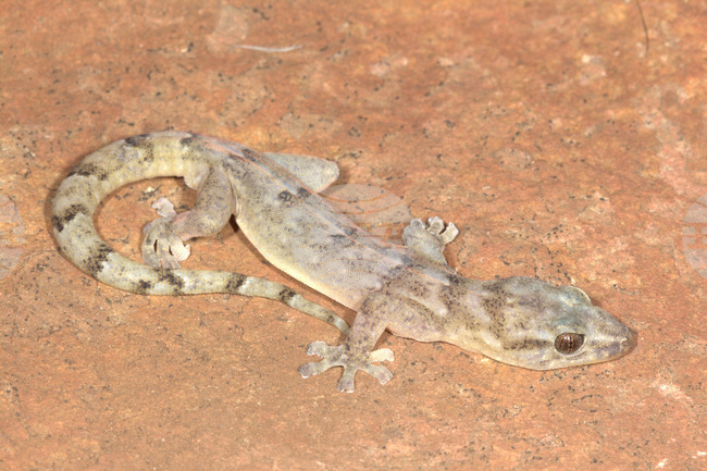 Учени откриха костна структура, свързана с еволюцията на австралийските варани