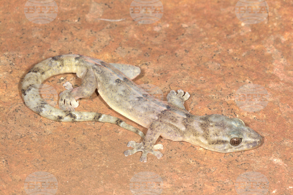 South Africa Lost Lizard