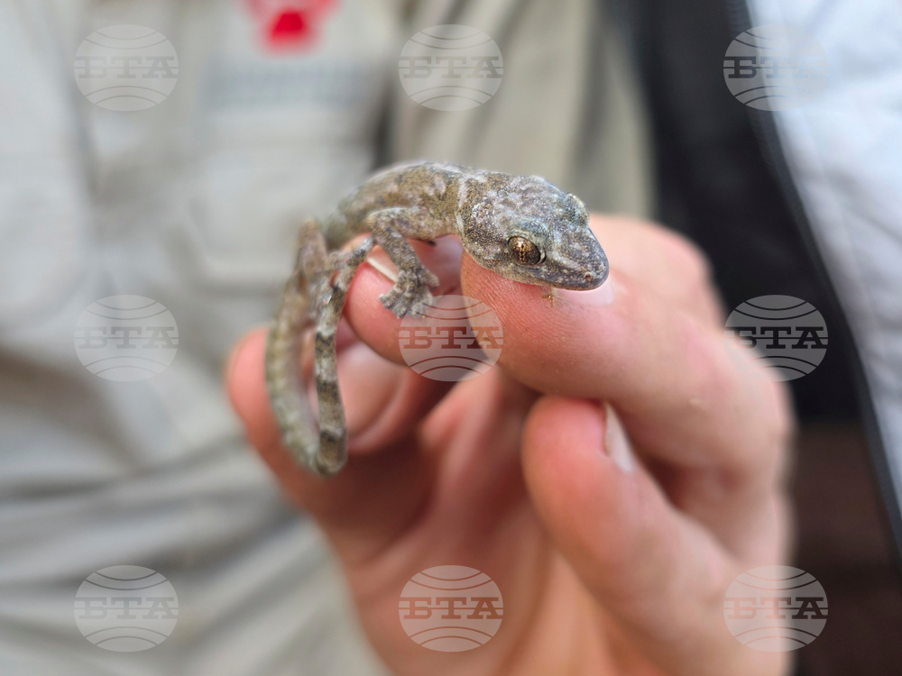 South Africa Lost Lizard