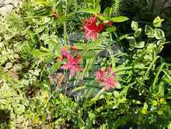 Висшето транспортно училище "Тодор Каблешков" дипломира своите магистри от Випуск 2025 