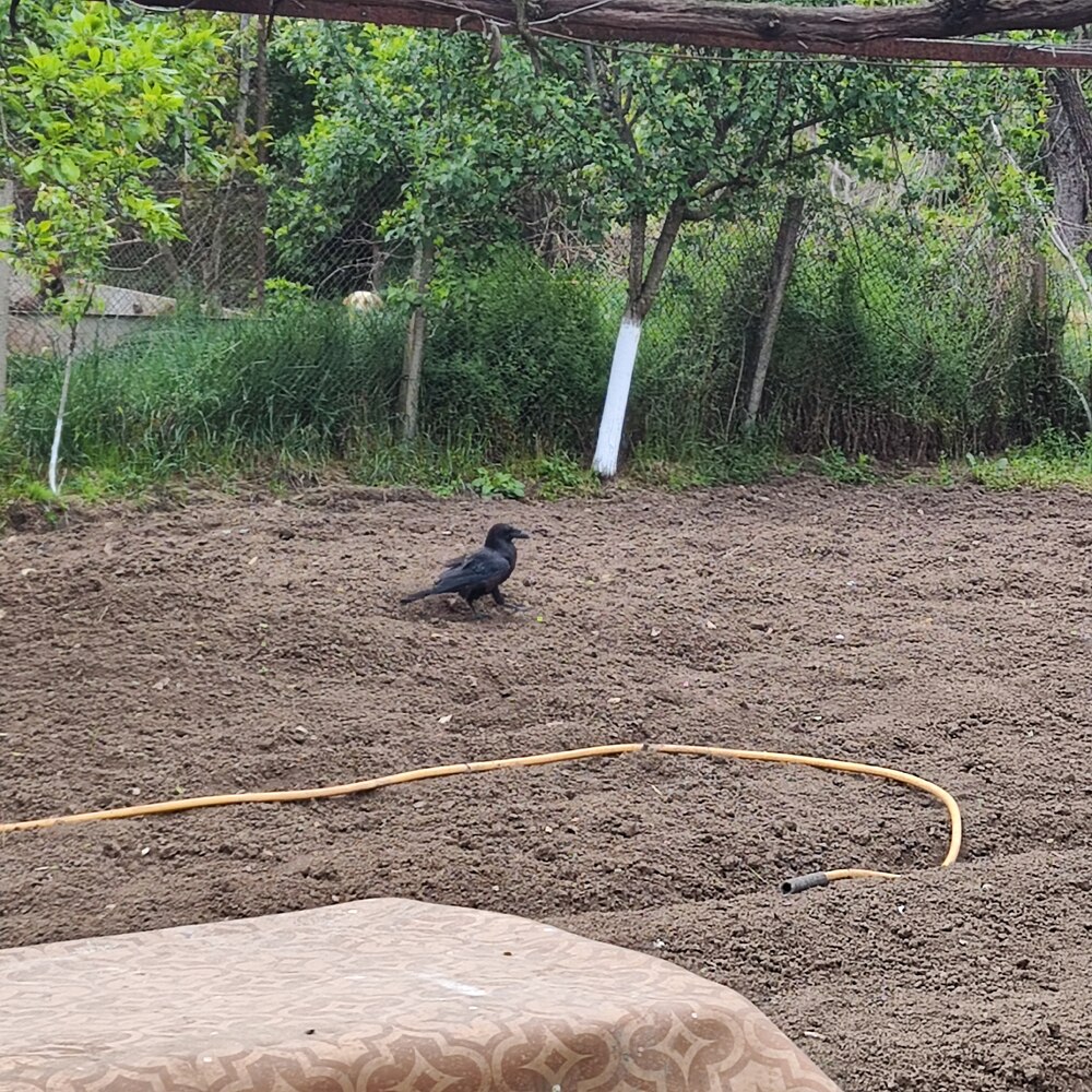 Екоинспекцията сезира прокуратурата в Разград за незаконно притежаване на защитени животни