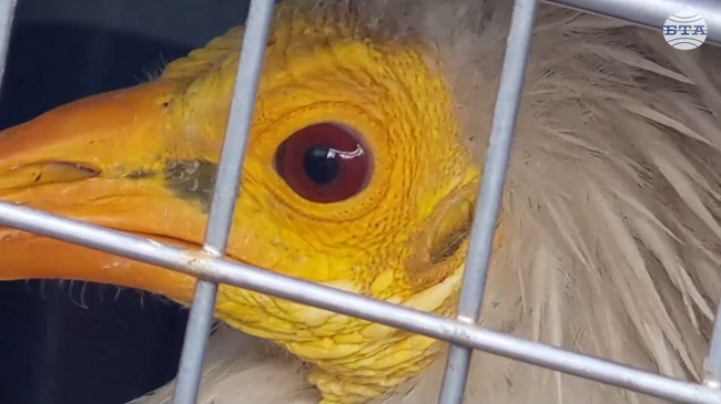 Survivor Named Chance: Endangered Vulture Flies Free After Near-Death Rescue