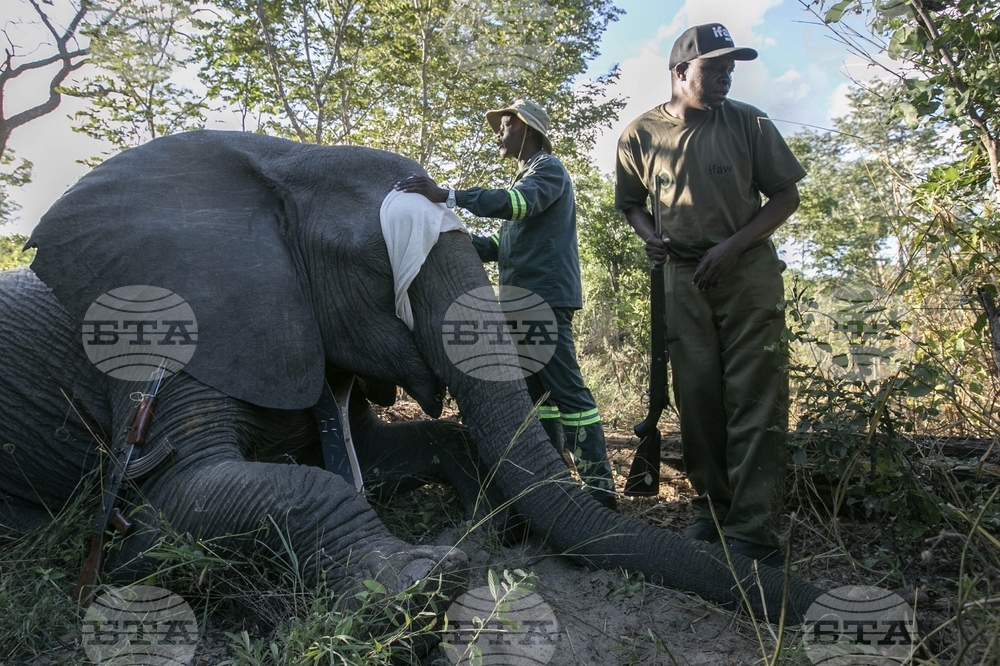 Zimbabwe Elephant Crisis