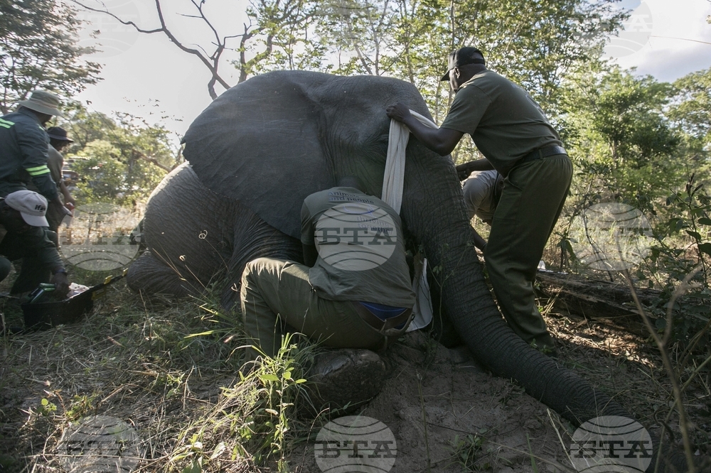 Zimbabwe Elephant Crisis