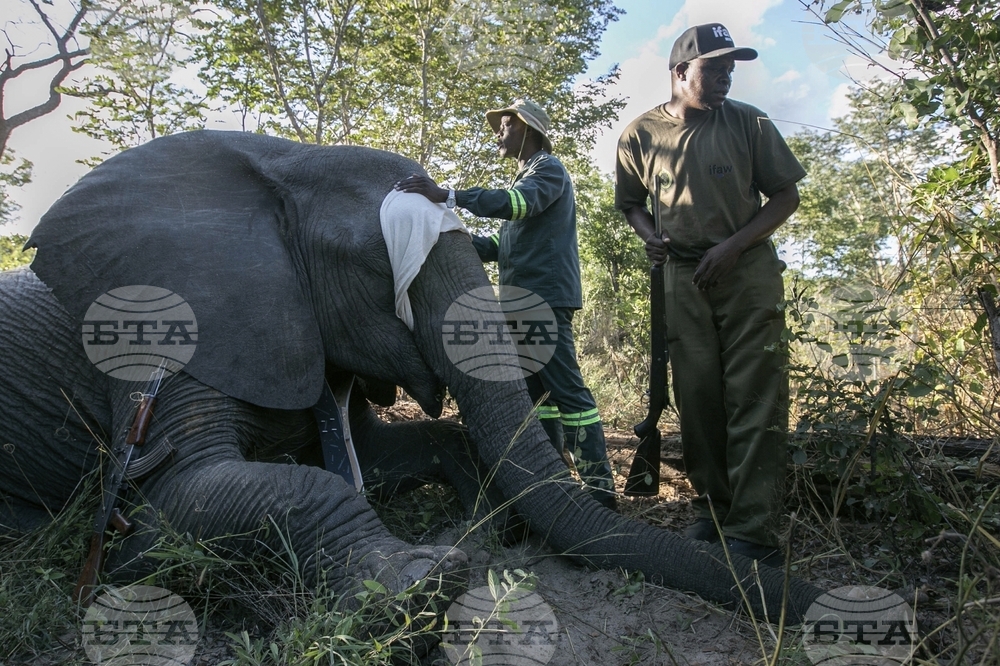 APTOPIX Zimbabwe Elephant Crisis
