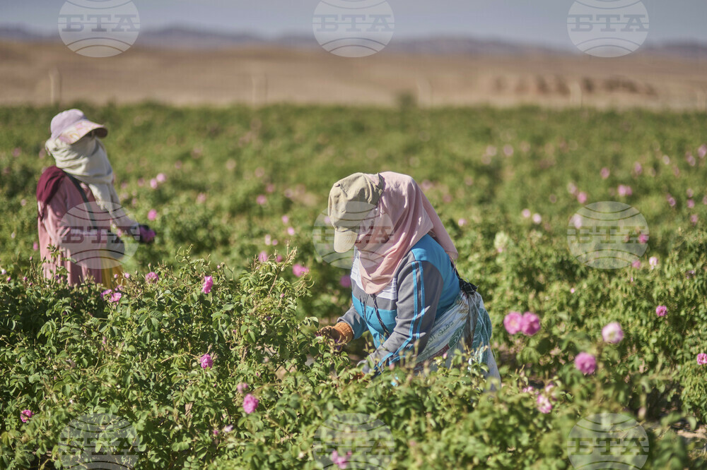 Morocco Rose Festival
