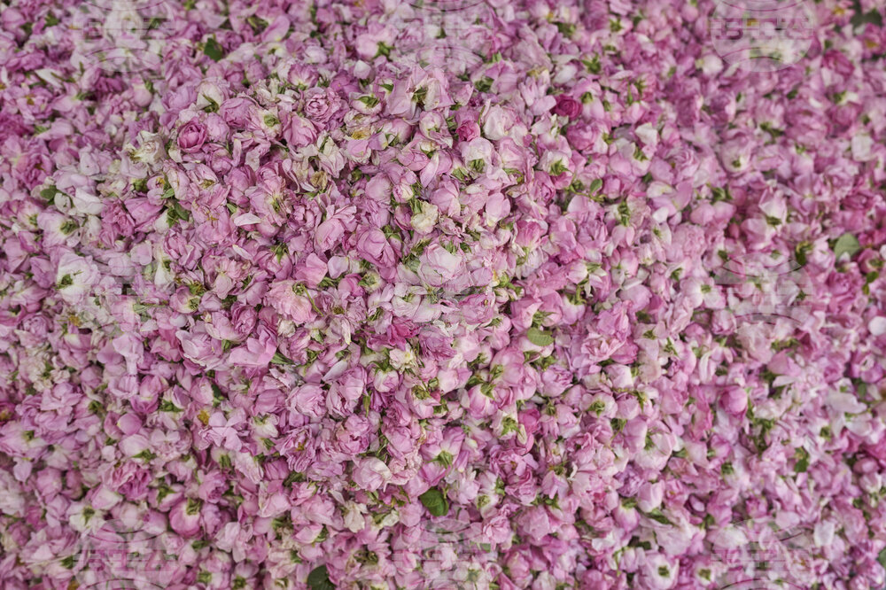 Morocco Rose Festival
