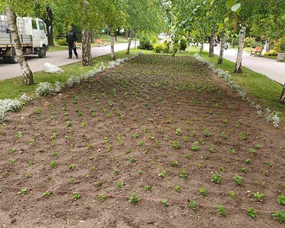 Започна зацветяването с 8 500 растения на Градската градина в Шумен