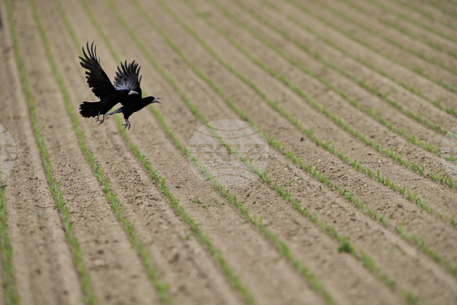 Пролетните дъждове в Германия спасиха реколтата от зърнени култури и рапица, според браншова организация