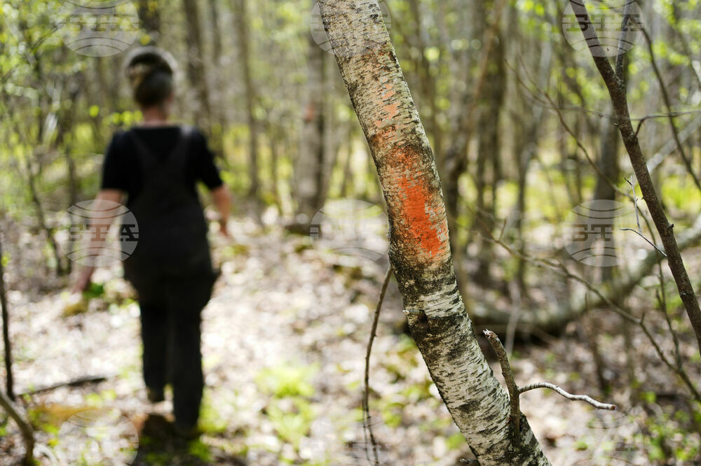 BLAIR WITCH PROJECT MAINE