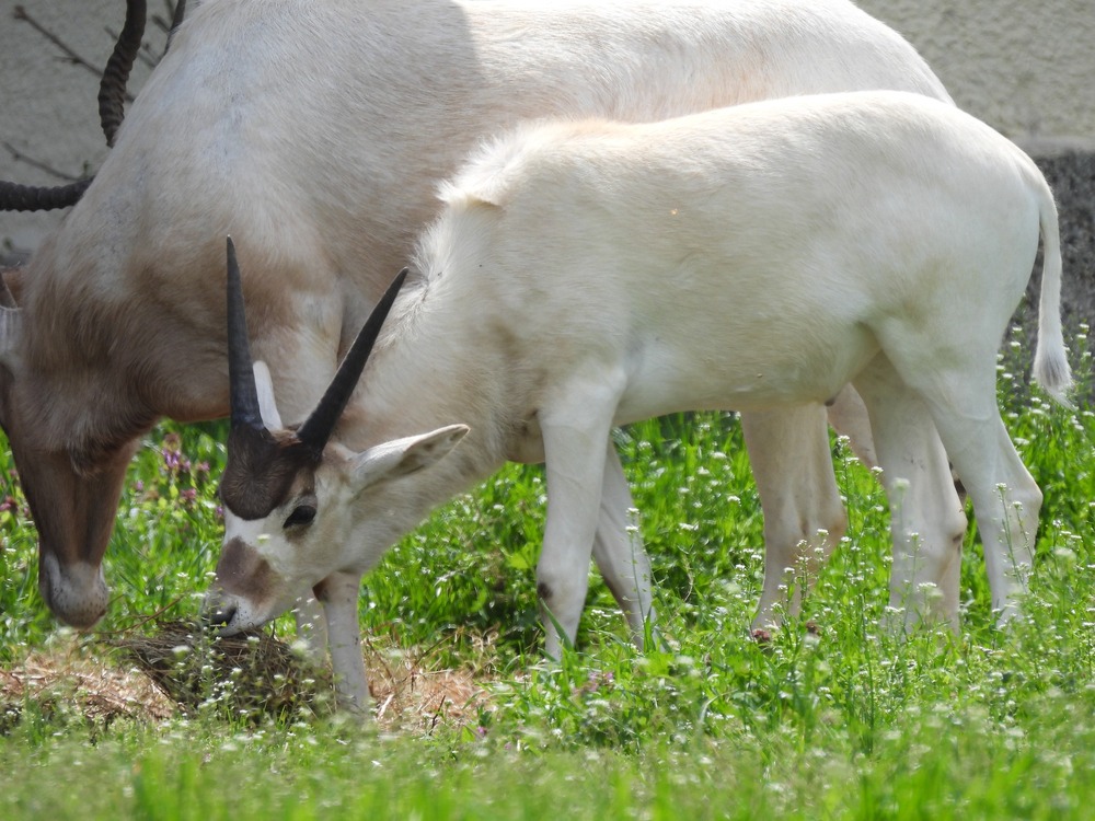 Бебе от критично застрашения вид антилопа "адакс" отново се роди в софийския зоопарк