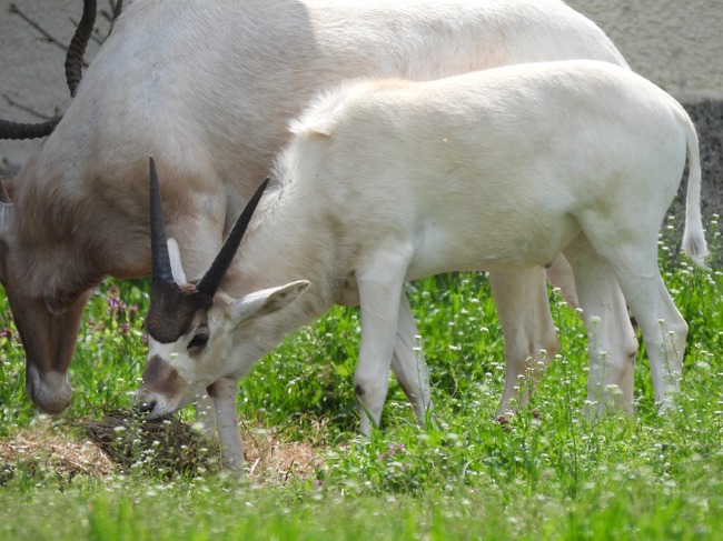 Бебе от критично застрашения вид антилопа "адакс" отново се роди в софийския зоопарк