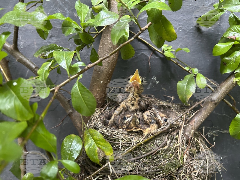 Belgium Spring Blackbirds