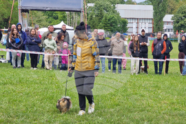 Търговище - Традиционен пролетен панаир - киноложка изложба