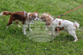 Търговище - Традиционен пролетен панаир - киноложка изложба