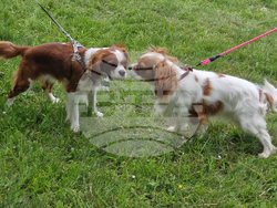 Търговище - Традиционен пролетен панаир - киноложка изложба