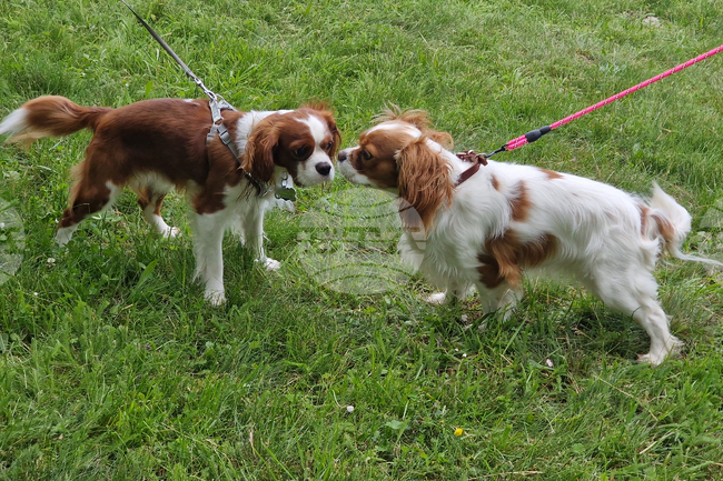 Не позволявайте на кучето ви да яде гъби по време на разходка, съветват от „Четири лапи“ 