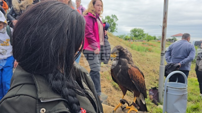 Дирекцията на Природен парк „Сините камъни“ отбелязва Деня на лешоядите с презентации и работилници