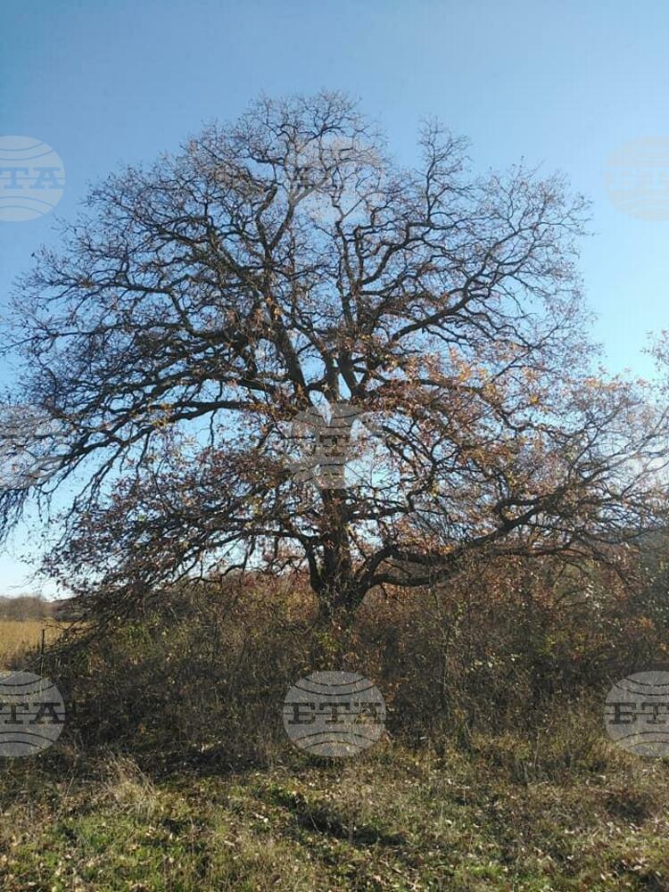 Founder of New Tree Mapping Mobile App: Centuries-Old Trees Bring Balance to Forest