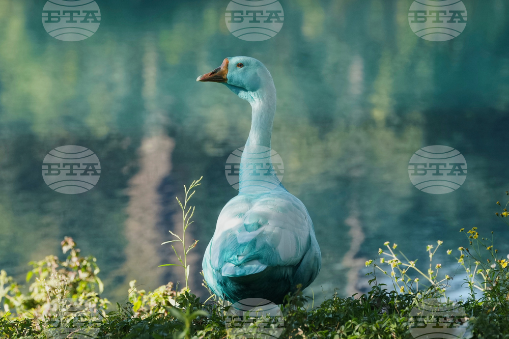 Brazil Blue Stream