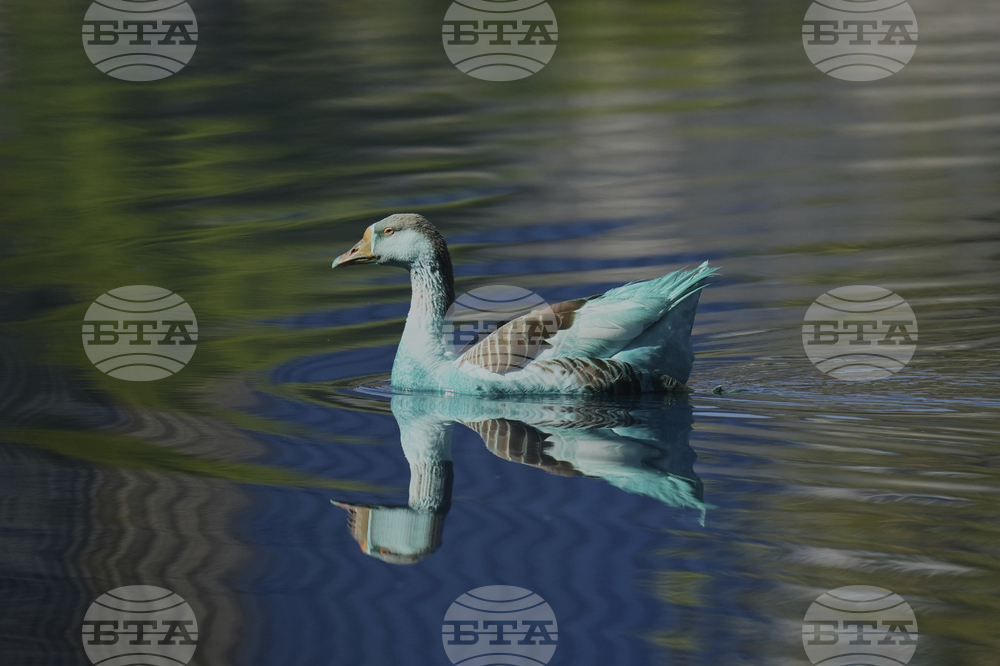 Brazil Blue Stream