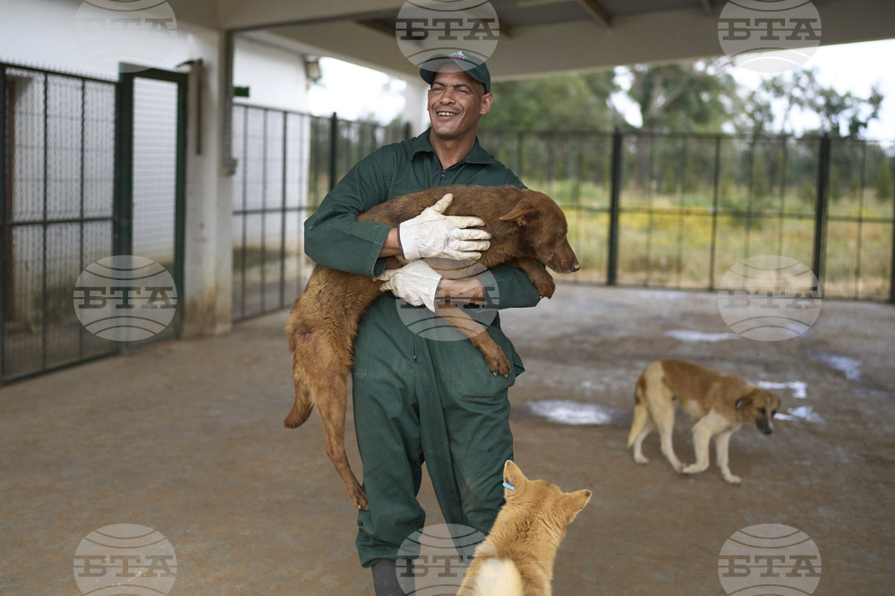 Morocco Stray Dogs
