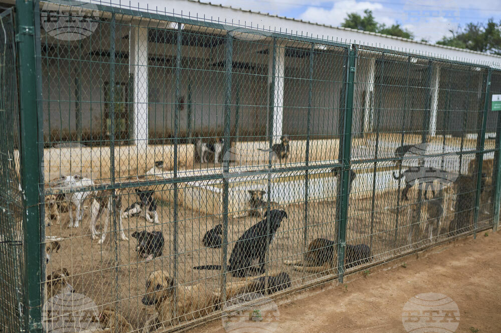 Morocco Stray Dogs