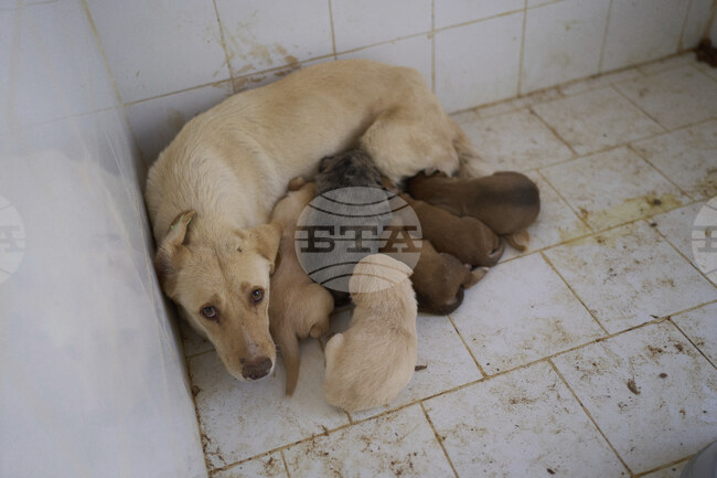 ГПБ: Грузия стартира държавна програма за справяне с бездомните кучета