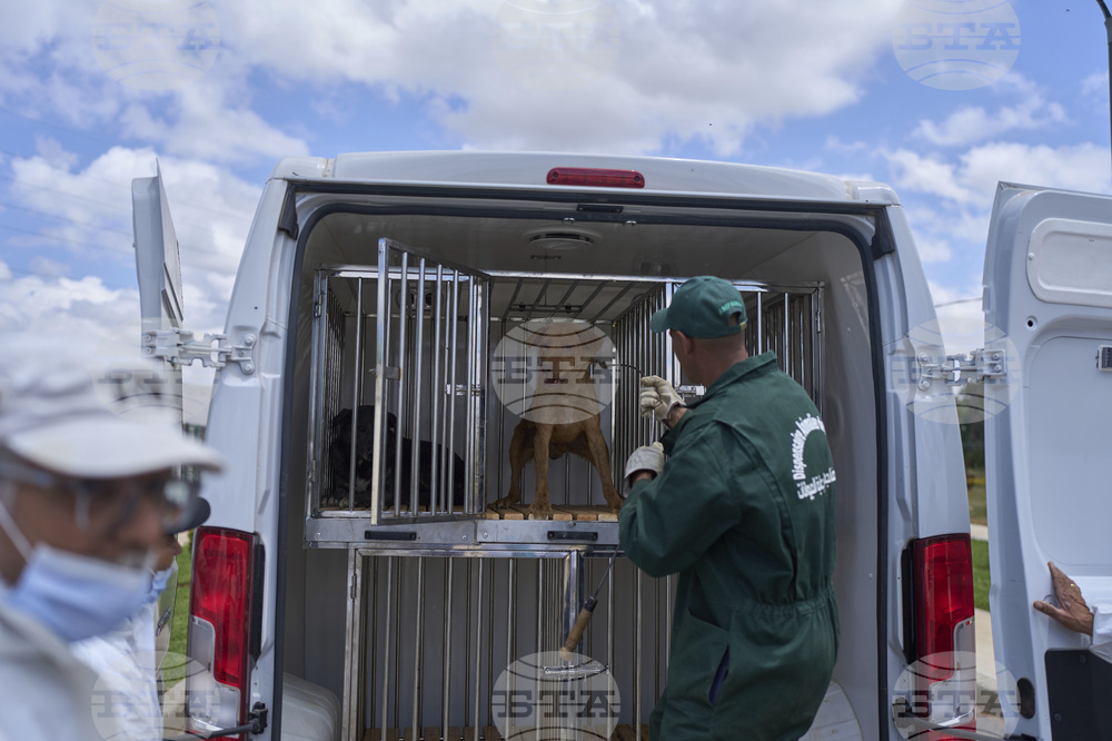 Morocco Stray Dogs
