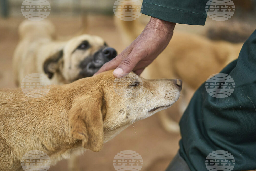 Morocco Stray Dogs