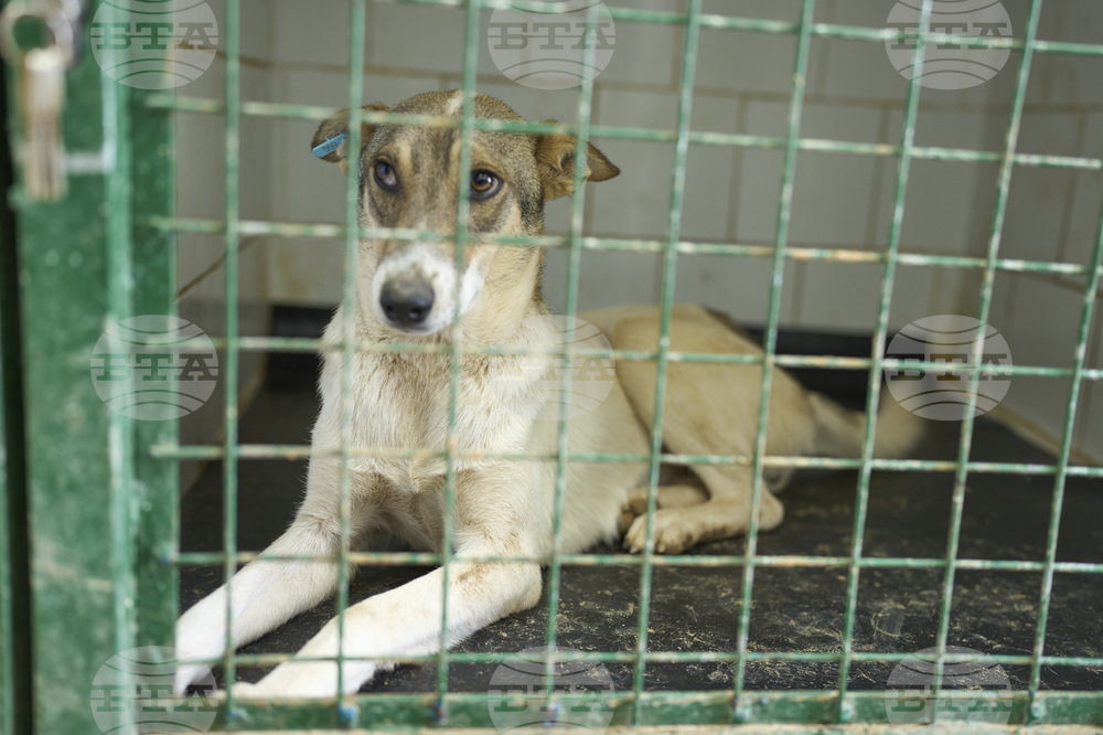 Morocco Stray Dogs