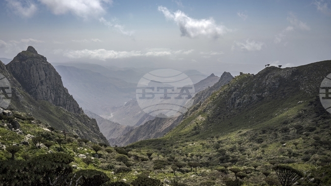 САБА: Транспортирането на туристите от остров Сокотра ще се извършва безопасно и сигурно, заяви йеменското министерство на транспорта 