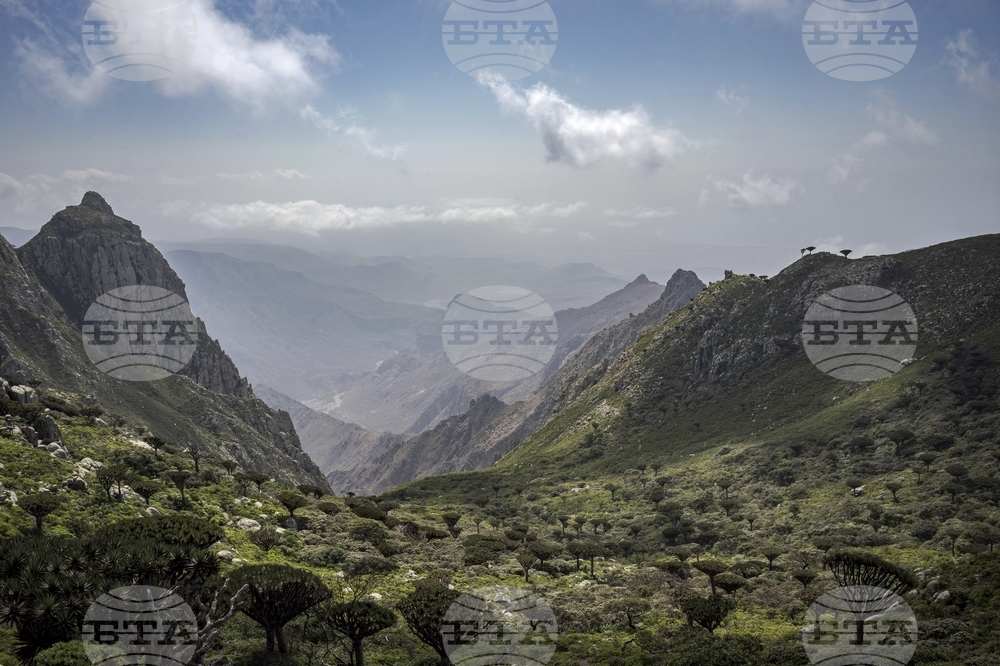 САБА: Транспортирането на туристите от остров Сокотра ще се извършва безопасно и сигурно, заяви йеменското министерство на транспорта 