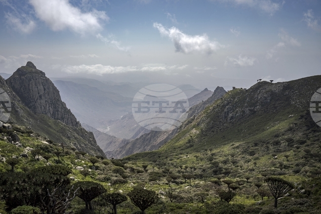 САБА: Транспортирането на туристите от остров Сокотра ще се извършва безопасно и сигурно, заяви йеменското министерство на транспорта 