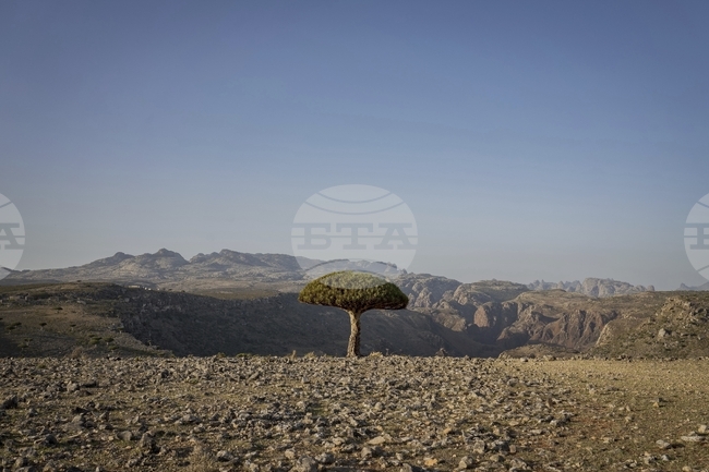 Започна евакуацията на туристите, блокирани на йеменския остров Сокотра