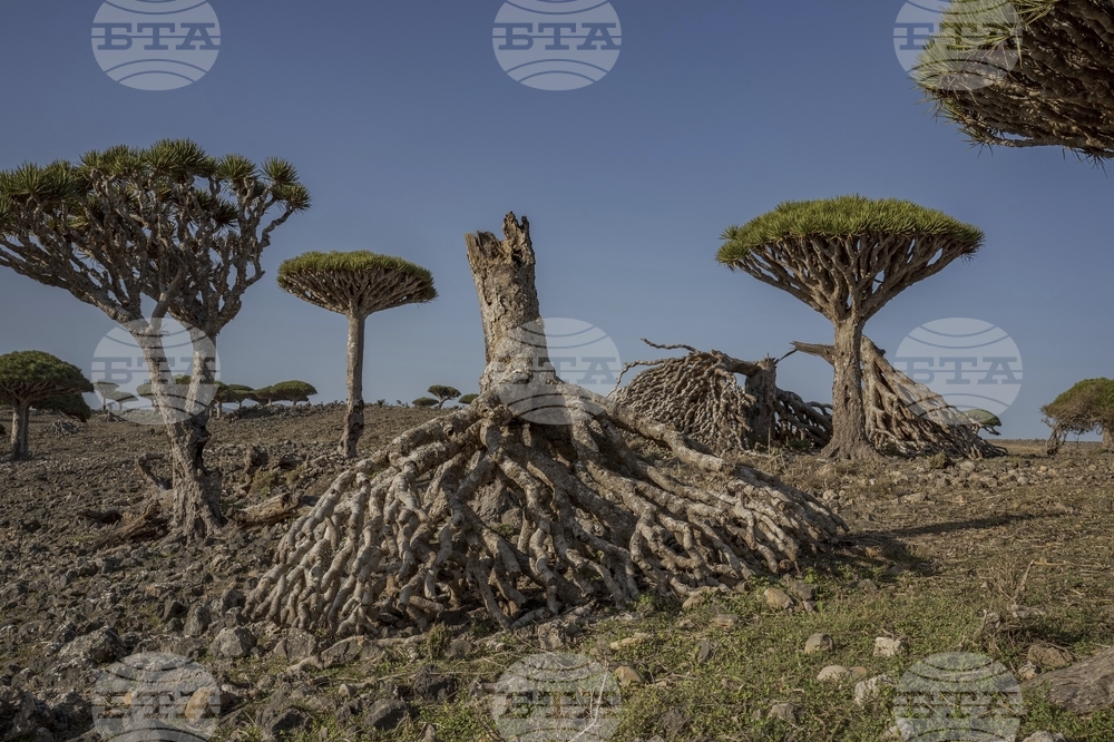 APTOPIX Climate Yemen Dragons Blood Trees