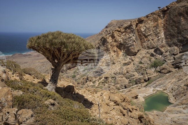 Туристи на отдалечен йеменски остров остават блокирани след конфронтацията в отношенията между Саудитска Арабия и ОАЕ