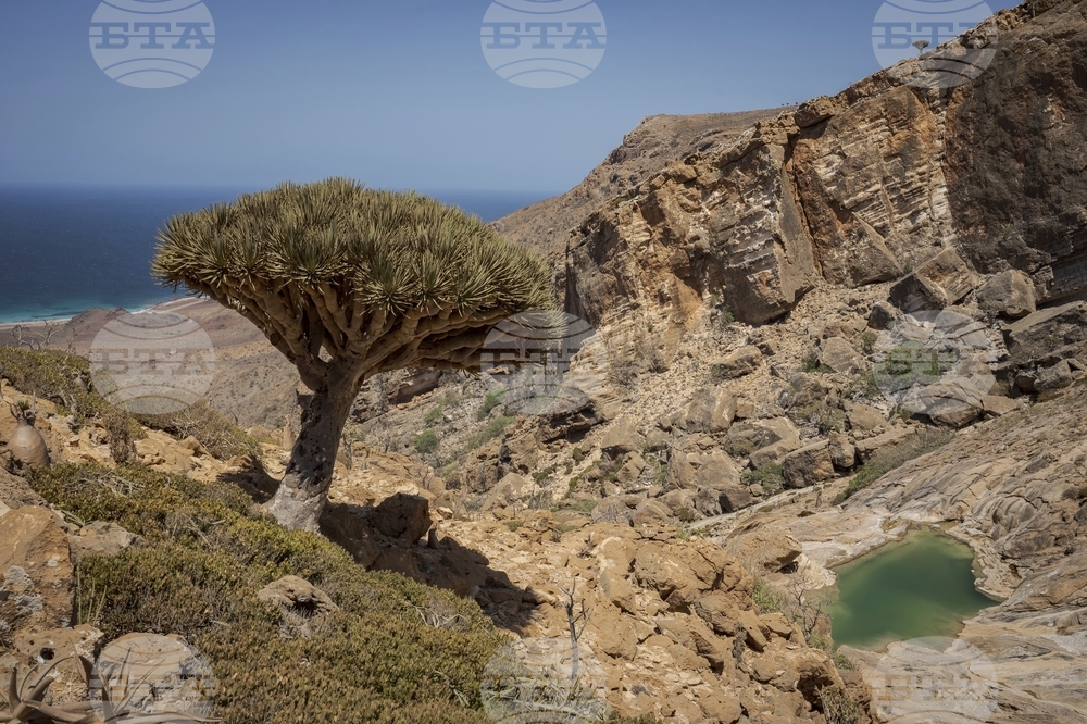 APTOPIX Climate Yemen Dragons Blood Trees
