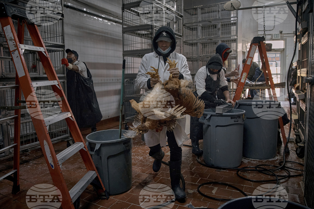Bird Flu