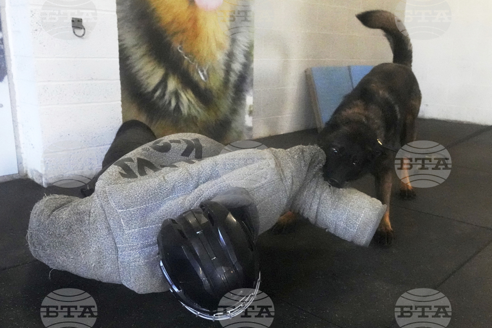Britain Protection Dogs
