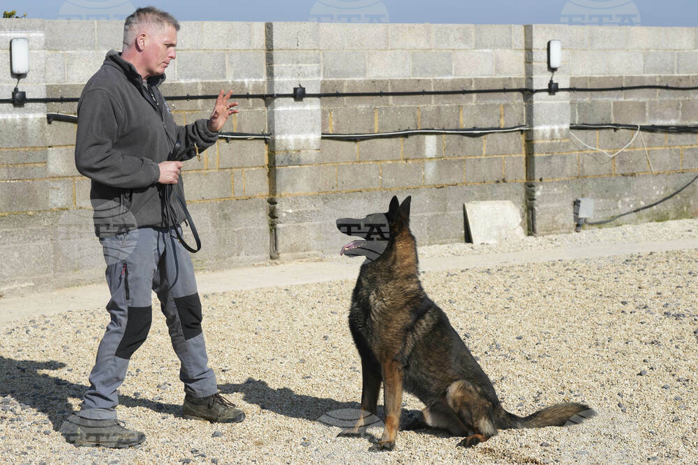 Britain Protection Dogs