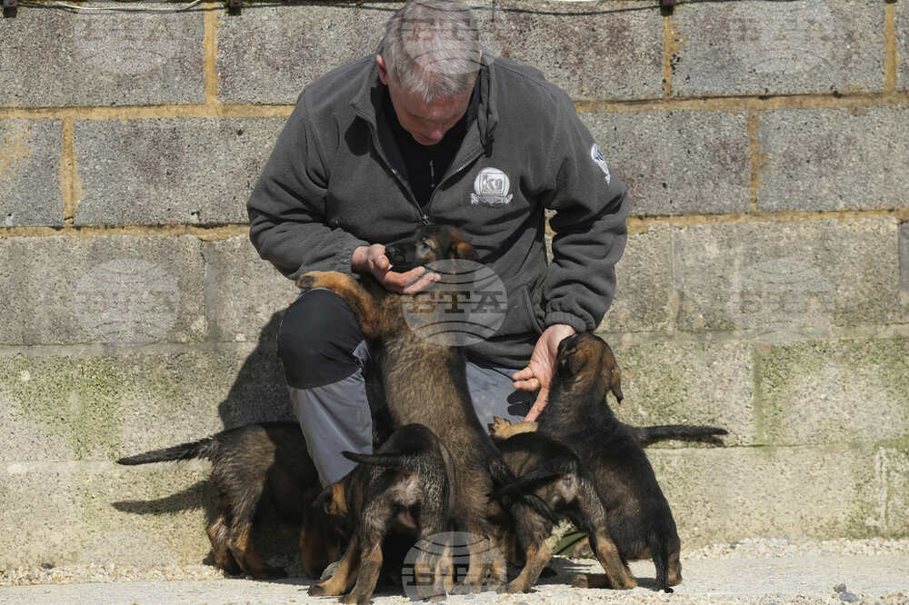 Britain Protection Dogs