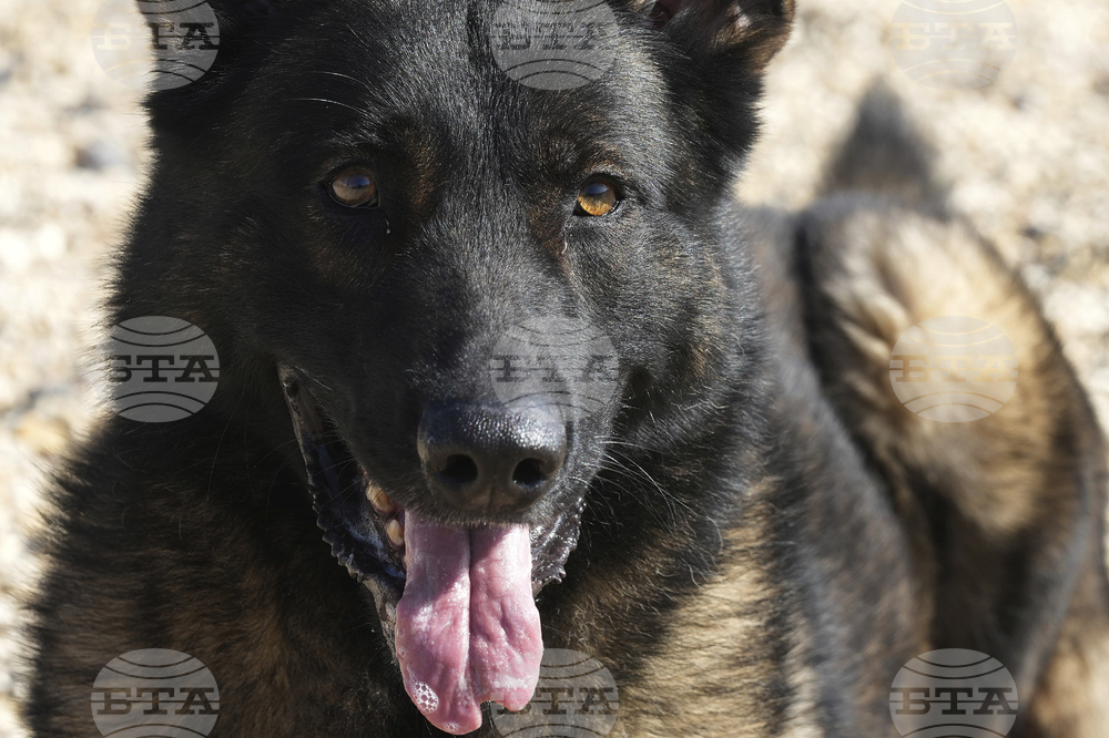 Britain Protection Dogs