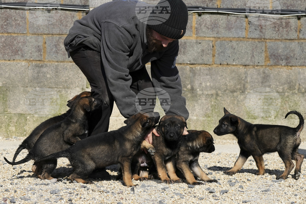 Britain Protection Dogs