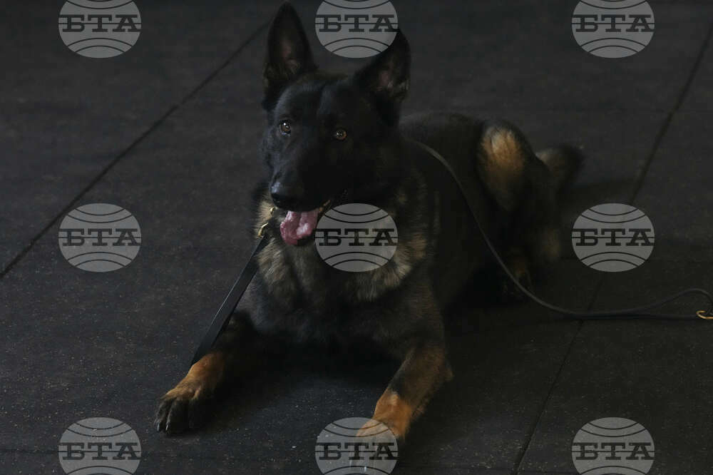 Britain Protection Dogs