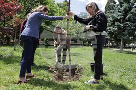 Сдружение „Българска асоциация болест на Крон и улцерозен колит“ - дървета - засаждане