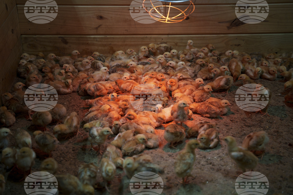 Abandoned Chicks