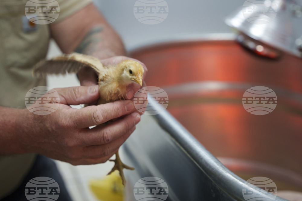 Abandoned Chicks