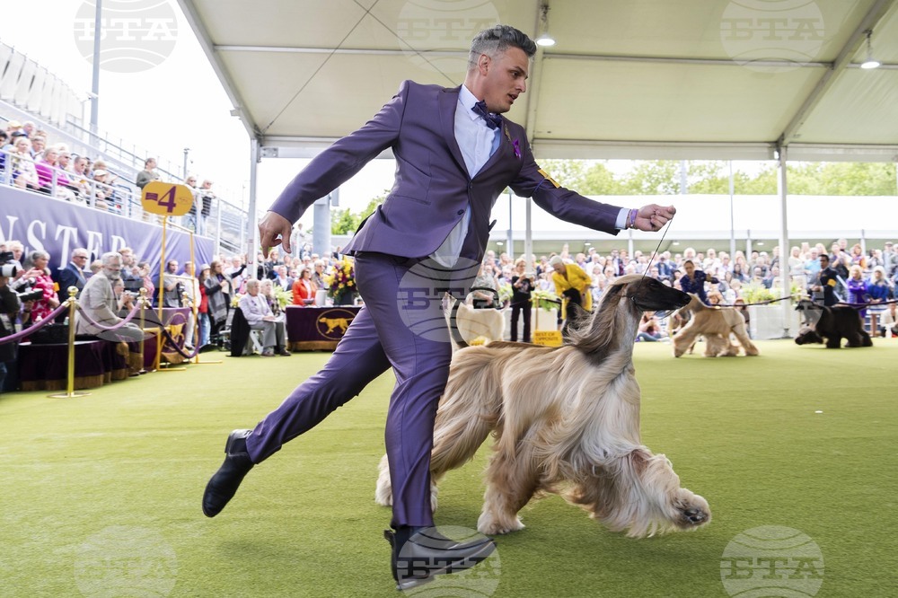 Westminster Dog Show