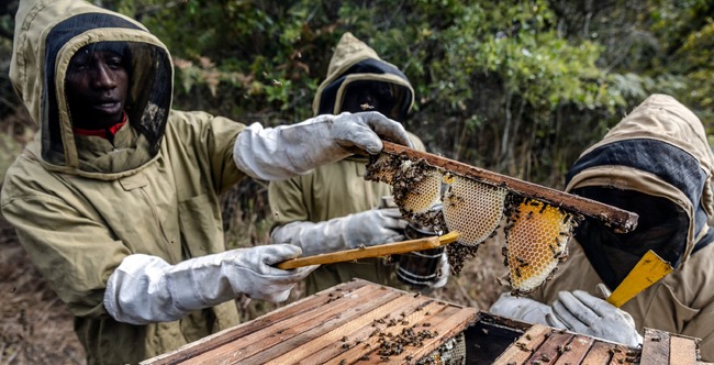 Световен ден на пчелите: Производството на мед в Африка е било с най-висок темп на растеж в световен мащаб през 2023 г.